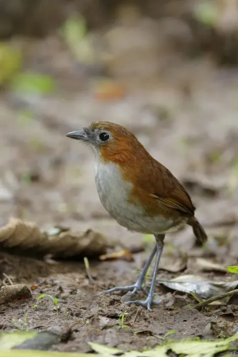 Framed Print : White-bellied Antpitta (Grallaria hypoleuca)