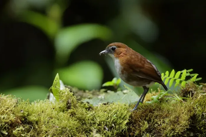 Framed Print : White-bellied Antpitta (Grallaria hypoleuca) Framed Print : White-bellied Antpitta (Grallaria hypoleuca)