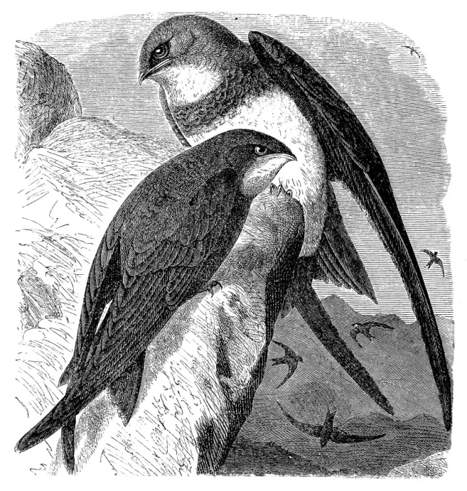 Framed Print : White bellied swift and swift Framed Print : White bellied swift and swift