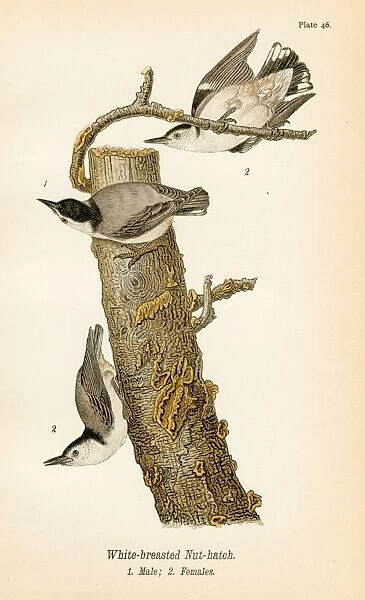 White breasted nut hatch bird lithograph 1890