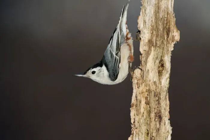 Framed Print : White-breasted nuthatch in classic pose Framed Print : White-breasted nuthatch in classic pose