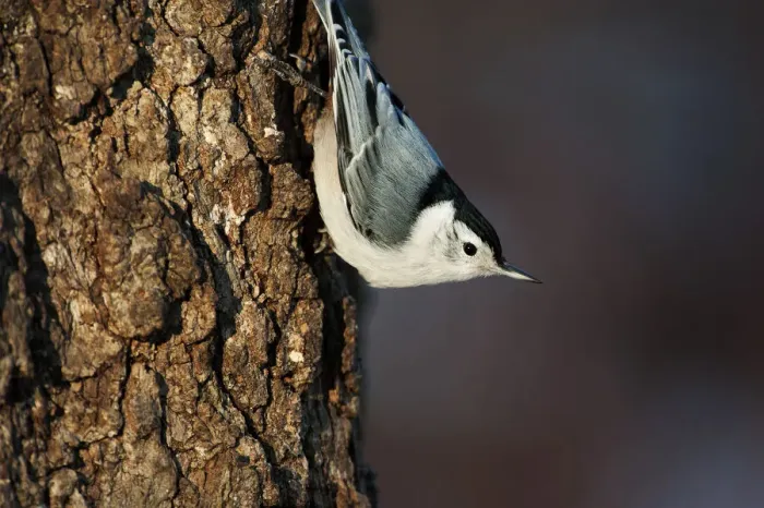 Framed Print : White-breasted nuthatch in late autumn Framed Print : White-breasted nuthatch in late autumn