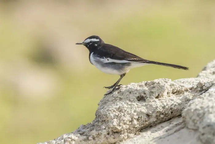 Framed Print : White-browed Wagtail -Motacilla maderaspatensis-, Chambal River, Rajasthan, India