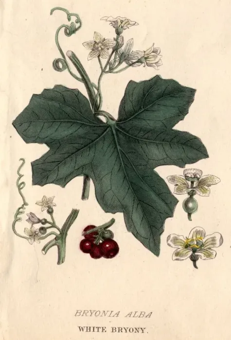 Framed Print : White Bryony Framed Print : White Bryony