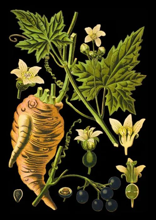 Framed Print : white bryony, wild hop