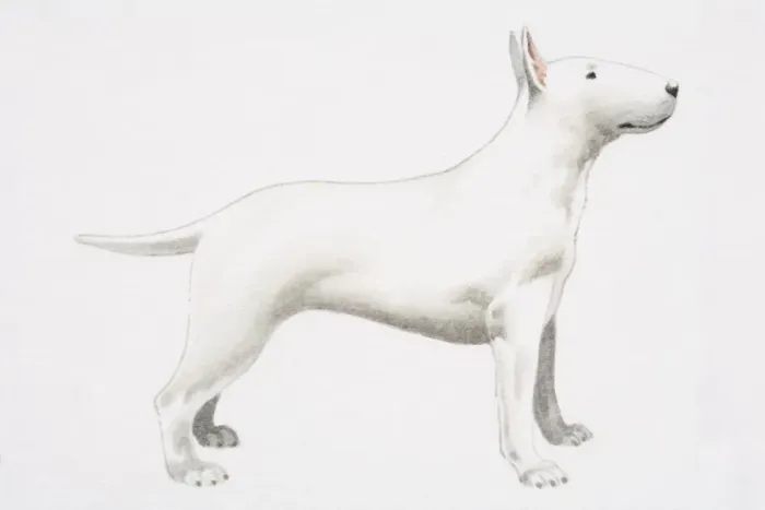 Framed Print : White Bull Terrier (Canis familiaris), side view