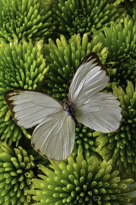 Framed Print : White butterfly on green poms Framed Print : White butterfly on green poms