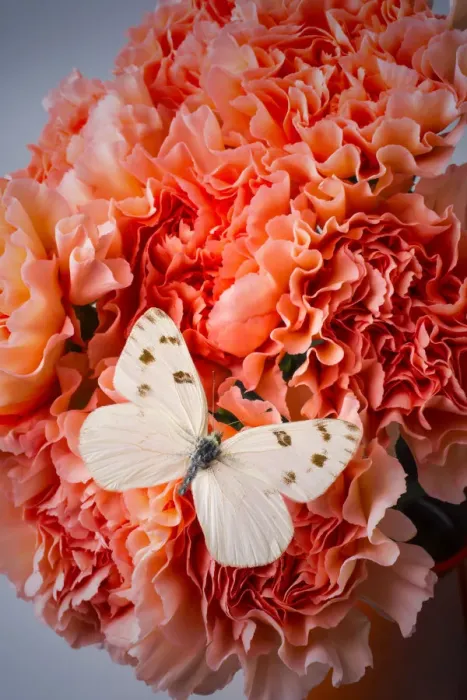 Framed Print : White Butterfly On Pink Carnations Framed Print : White Butterfly On Pink Carnations