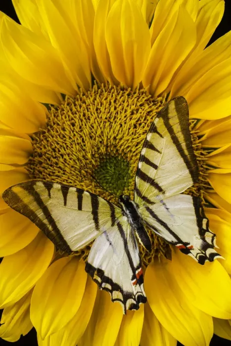 Framed Print : White Butterfly On Sunflower Framed Print : White Butterfly On Sunflower