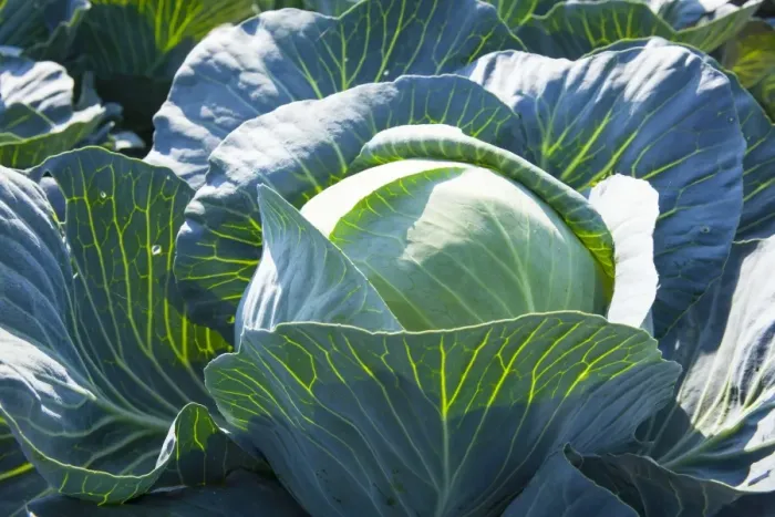 Framed Print : White Cabbage -Brassica oleracea-, Lommatzsch, Saxony, Germany Framed Print : White Cabbage -Brassica oleracea-, Lommatzsch, Saxony, Germany