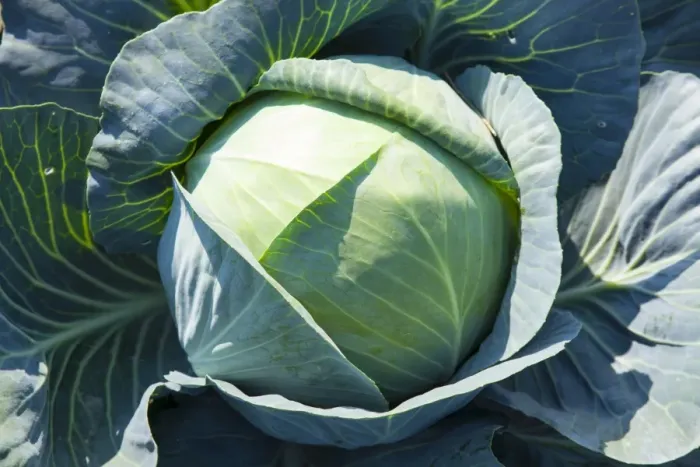 Framed Print : White Cabbage -Brassica oleracea-, Lommatzsch, Saxony, Germany Framed Print : White Cabbage -Brassica oleracea-, Lommatzsch, Saxony, Germany