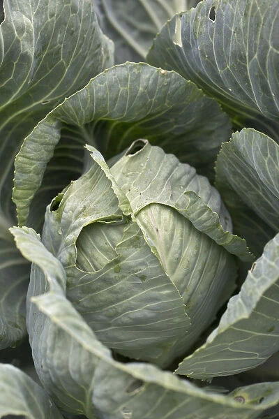 White cabbage -Brassica oleracea convar. capitata var. alba-