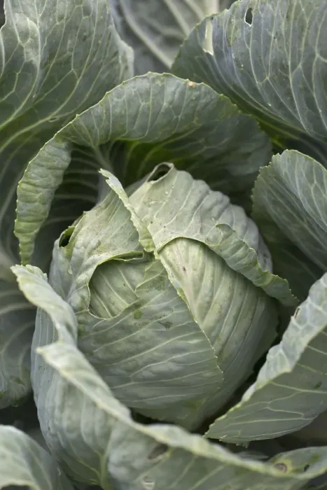 Framed Print : White cabbage -Brassica oleracea convar. capitata var. alba- Framed Print : White cabbage -Brassica oleracea convar. capitata var. alba-