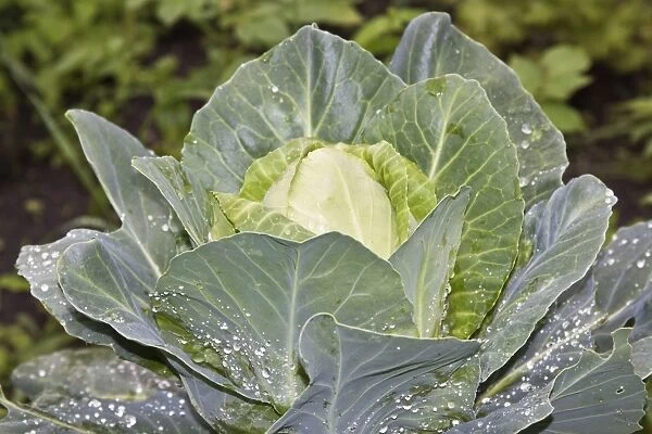 White cabbage -Brassica oleracea convar. capitata var. alba-, organic vegetables
