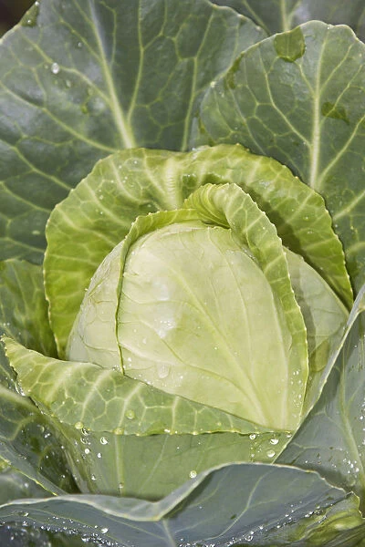 White cabbage -Brassica oleracea convar. capitata var. alba-, organic vegetables