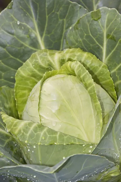 Framed Print : White cabbage -Brassica oleracea convar. capitata var. alba-, organic vegetables