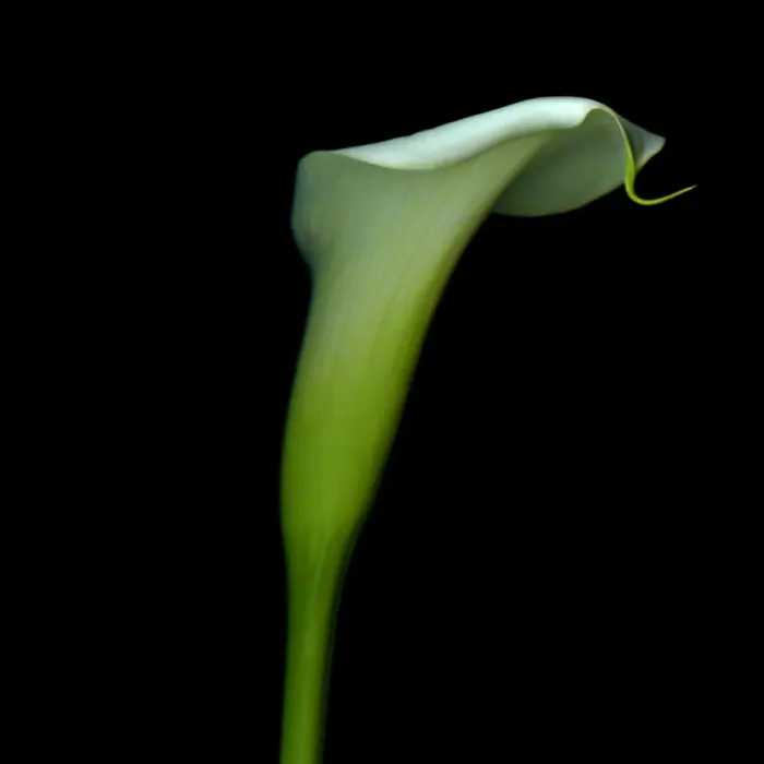 Framed Print : White calla Framed Print : White calla