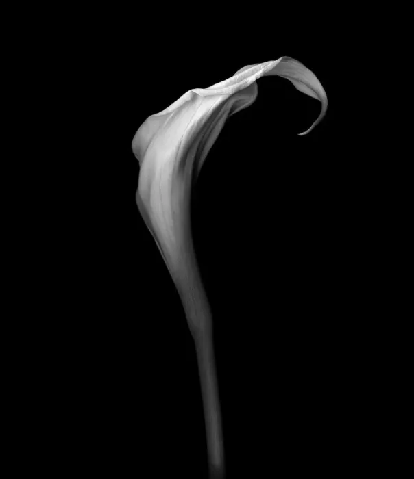 Framed Print : White Calla Framed Print : White Calla