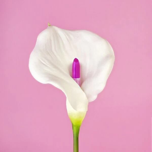 White Calla Flower with Lipstick Iris