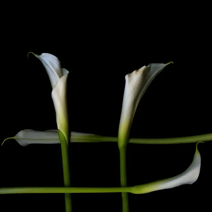 Framed Print : White callas Framed Print : White callas