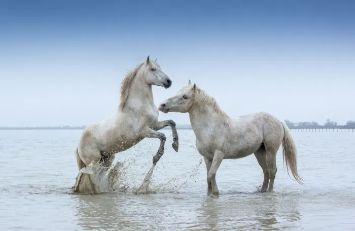 Framed Print : Two white Camargue Stallions play flighting in water, Camargue region, France Framed Print : Two white Camargue Stallions play flighting in water, Camargue region, France