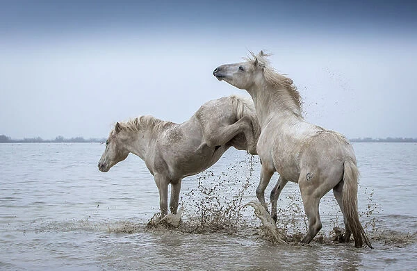 Two white Camargue Stallions play flighting in water, Camargue region, France
