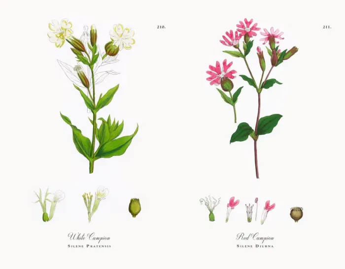 Framed Print : White Campion, Silene Pratensis, Victorian Botanical Illustration, 1863 Framed Print : White Campion, Silene Pratensis, Victorian Botanical Illustration, 1863