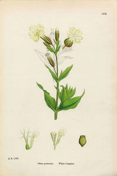 White Campion, Silene Pratensis, Victorian Botanical Illustration, 1863