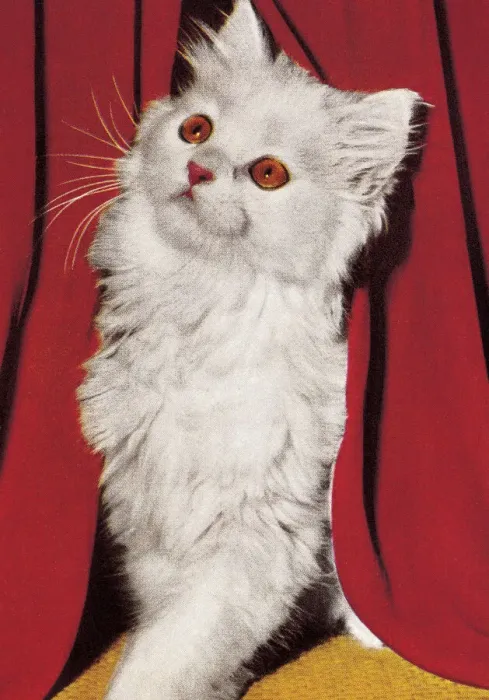 Framed Print : White Cat Framed Print : White Cat