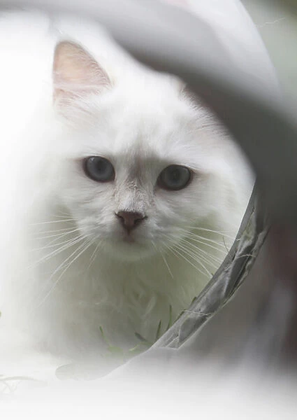 White cat in front of a tube