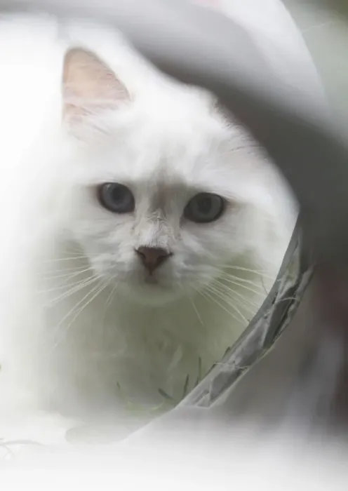 Framed Print : White cat in front of a tube