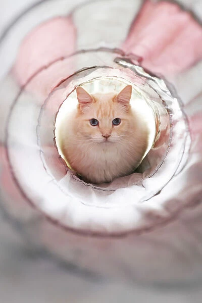 White cat in front of a tunnel