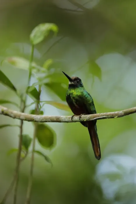 Framed Print : White-chinned Jacamar (Galbula tombacea) Framed Print : White-chinned Jacamar (Galbula tombacea)