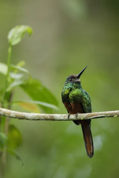 Framed Print : White-chinned Jacamar (Galbula tombacea) Framed Print : White-chinned Jacamar (Galbula tombacea)