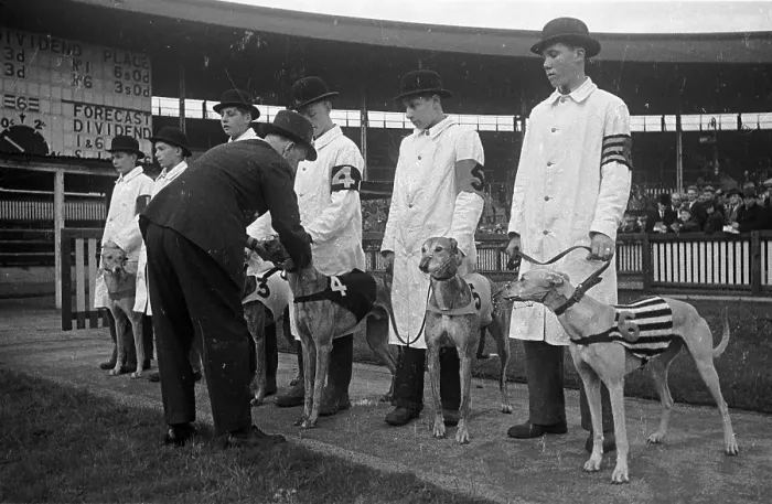 Framed Print : White City Dogs Framed Print : White City Dogs
