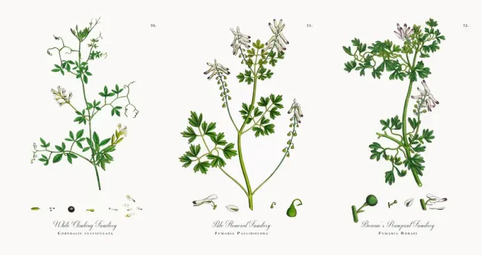 Framed Print : White Climbing Fumitory, Corydalis claviculata, Victorian Botanical Illustration, 1863 Framed Print : White Climbing Fumitory, Corydalis claviculata, Victorian Botanical Illustration, 1863
