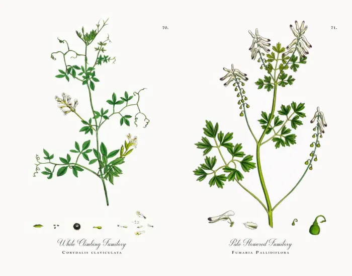 Framed Print : White Climbing Fumitory, Corydalis claviculata, Victorian Botanical Illustration, 1863 Framed Print : White Climbing Fumitory, Corydalis claviculata, Victorian Botanical Illustration, 1863