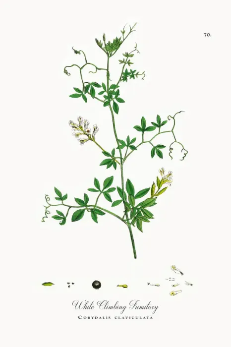 Framed Print : White Climbing Fumitory, Corydalis claviculata, Victorian Botanical Illustration, 1863 Framed Print : White Climbing Fumitory, Corydalis claviculata, Victorian Botanical Illustration, 1863