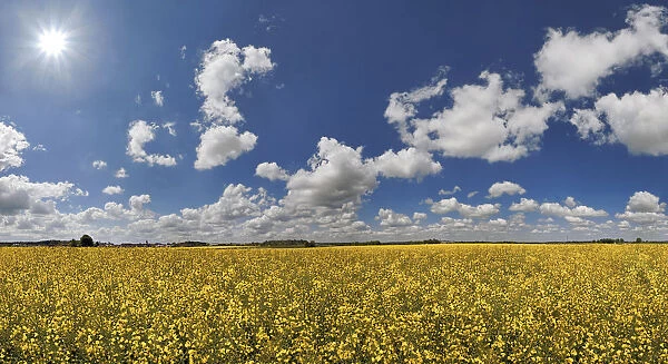 White clouds against a blue sky over a bright yellow rape field, Ritter- und Romerweg, trail of the Knights and the Romans near Erkertshofen, Titting, Altmuhltal Nature Park, Bavaria, Germany