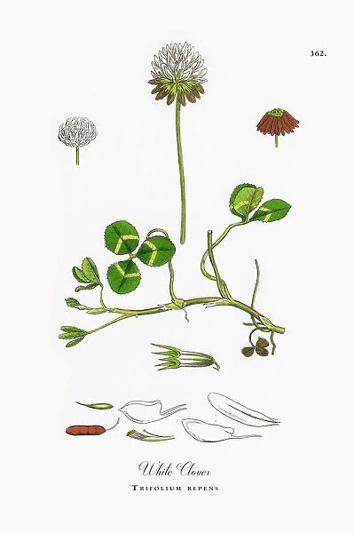 White Clover, Trifolium repens, Victorian Botanical Illustration, 1863