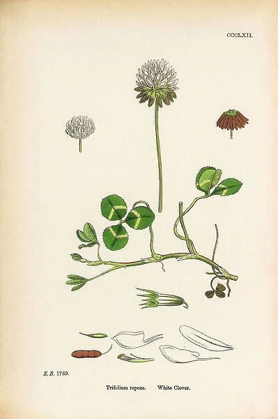 White Clover, Trifolium repens, Victorian Botanical Illustration, 1863