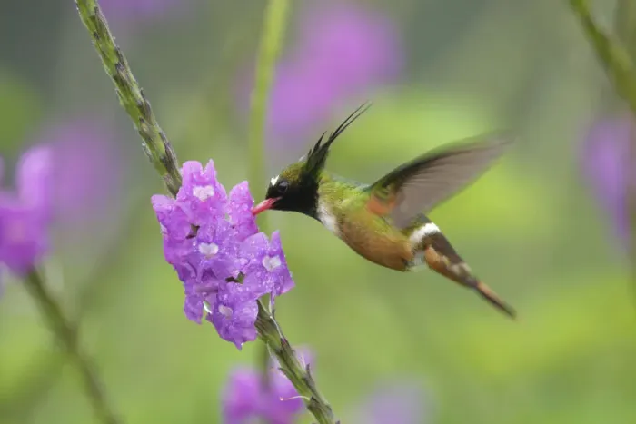 Framed Print : White-crested Coquette Framed Print : White-crested Coquette
