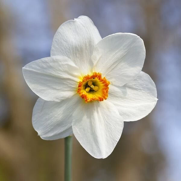 White Daffodil -Narcissus sp. -