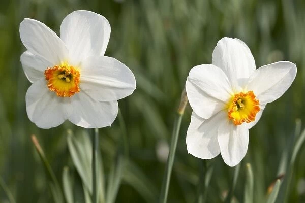 White Daffodils -Narcissus sp. -