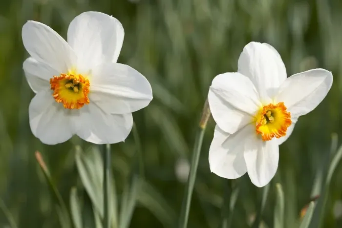 Framed Print : White Daffodils -Narcissus sp. - Framed Print : White Daffodils -Narcissus sp. -