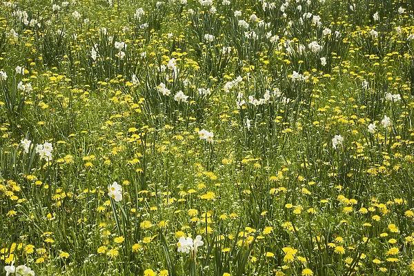White Daffodils -Narcissus- and yellow Dandelions -Taraxacum- flowering at springtime, Ontario, Canada