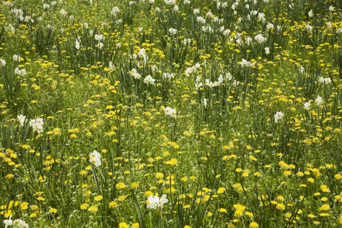Framed Print : White Daffodils -Narcissus- and yellow Dandelions -Taraxacum- flowering at springtime, Ontario, Canada