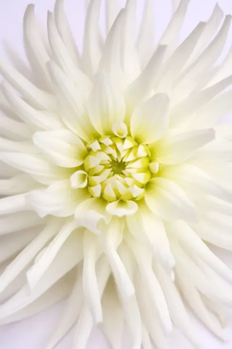 Framed Print : White Dahlia Framed Print : White Dahlia