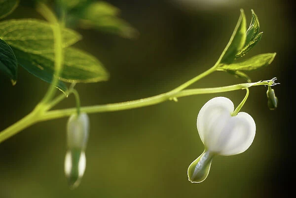 White Dicentra flower