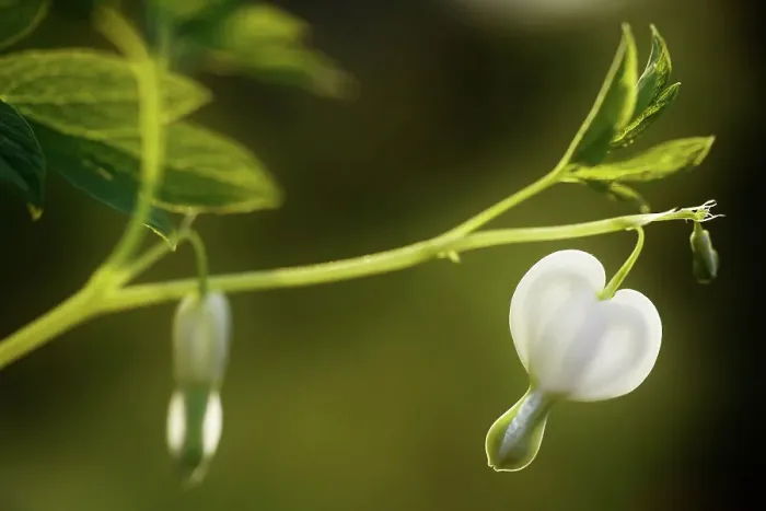 Framed Print : White Dicentra flower Framed Print : White Dicentra flower